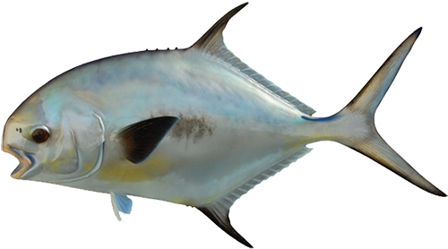 Fish We Catch - Permit Fish Costa Rica (640x284)