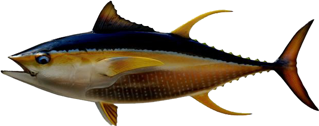 Panama Tuna Fishing Season - 37 Inch Needle Fish (640x284)