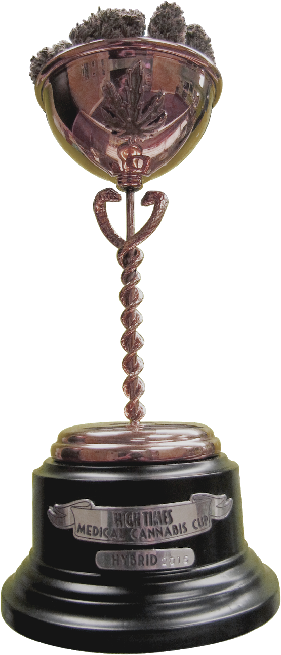 It Was Obvious That The Staff And Store Provisions - Cannabis Cup (1200x1600)