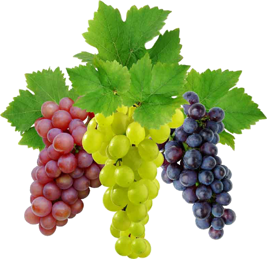 Grapes Pics, Food Collection - Green Grapes Vs Black Grapes (550x534)