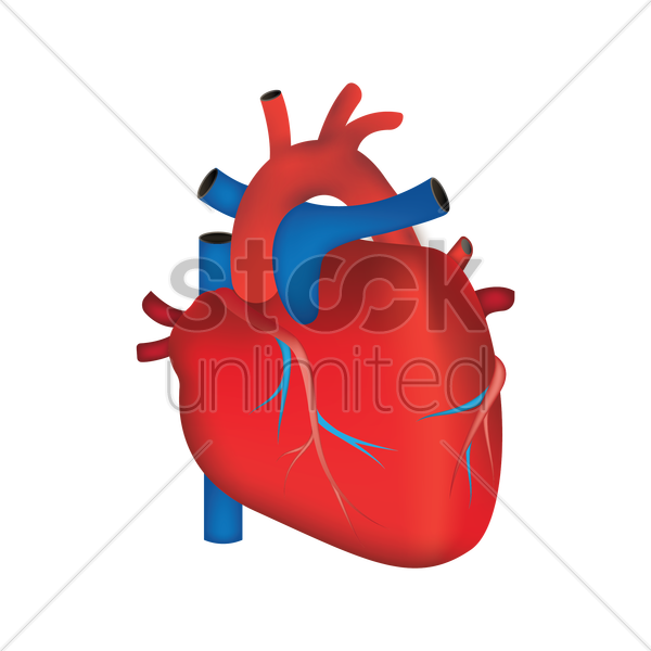 Organs Clipart Transparent - Vector Graphics (600x600)