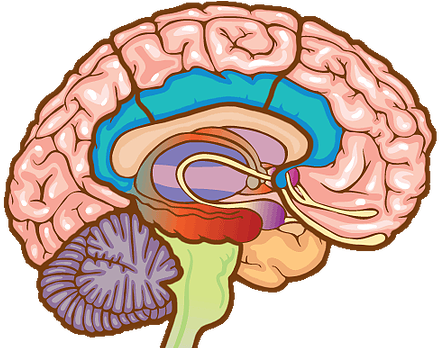 Brain (448x347)