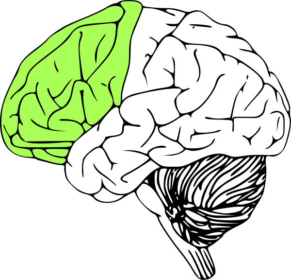 Brain Outline (600x576)