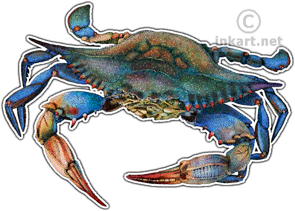 Blue Crab Illustration - Maryland Blue Crab Png (590x423)