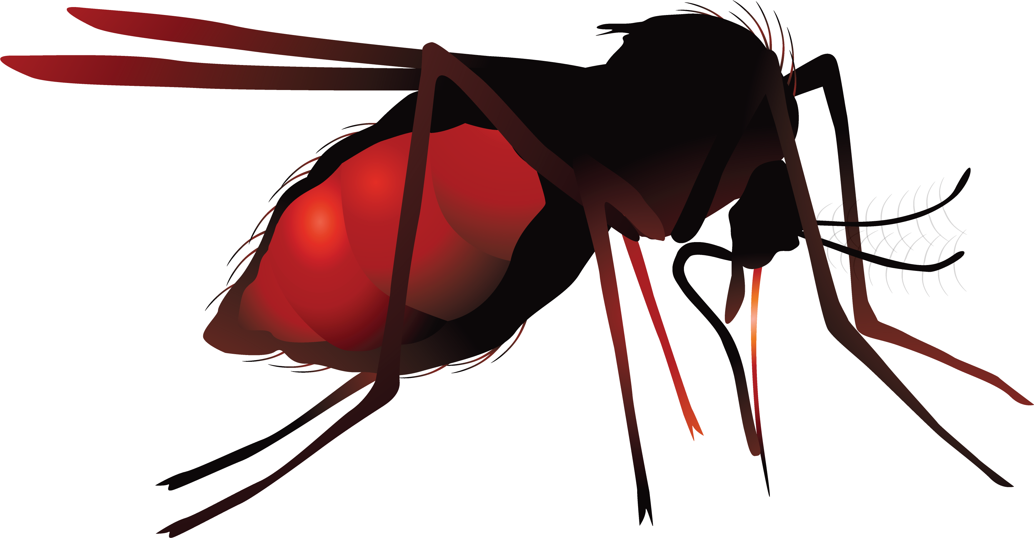 Mosquito Net Zika Virus Hematophagy - Mosquito Png (3514x1920)