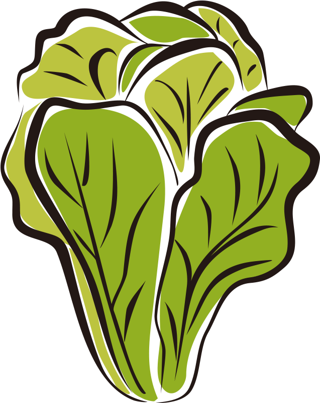Lettuce Head Clip Art (800x800)