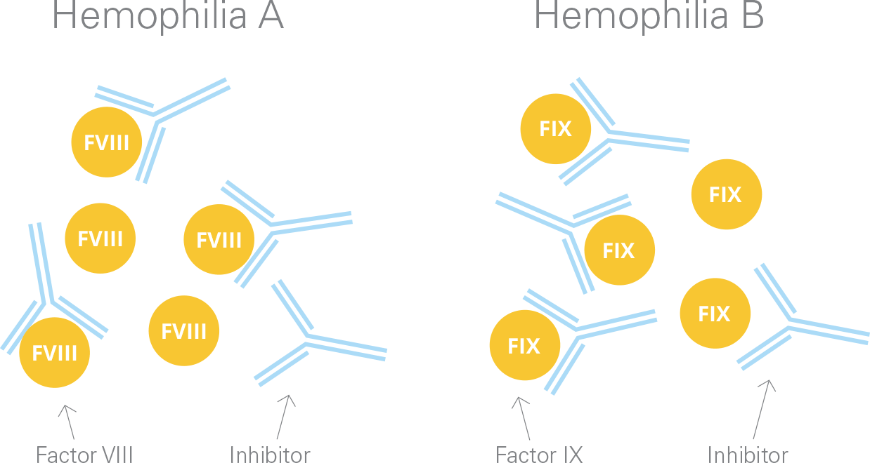 People With Hemophilia A Or B Can Develop Inhibitors, - Diagram (1238x660)