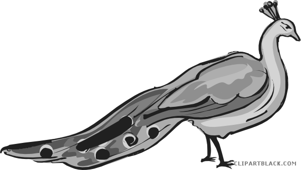 Peacock Animal Free Black White Clipart Images Clipartblack - Peafowl (600x339)