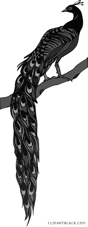 Peacock Animal Free Black White Clipart Images Clipartblack - Peafowl (293x750)
