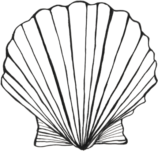 Bay Scallop - Sea Shell Template (555x521)