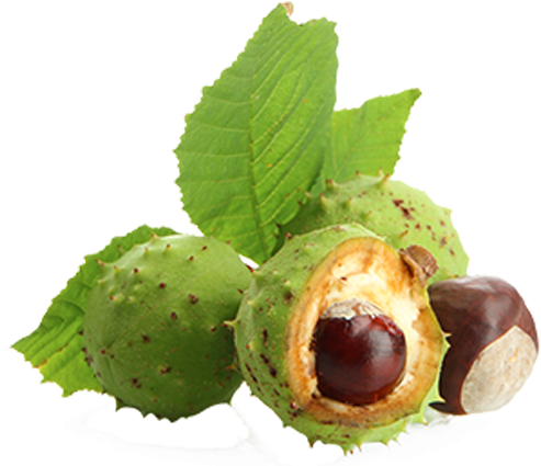 European Horse-chestnut Aescin Varicose Veins Food - Swiss Botany Bruise And Scar Cream (ivory) (500x500)