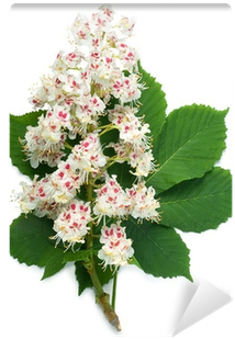 Horse Chestnut Tree Flower (400x400)