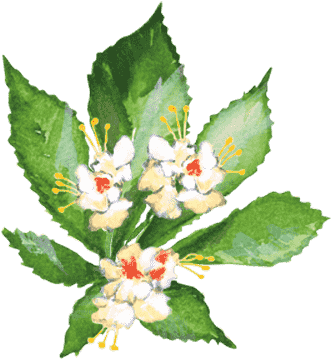 Horse Chestnut - Evergreen Rose (384x384)
