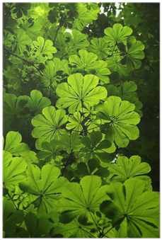 Detail Of Horse Chestnut Tree Leaves Poster • Pixers® - Poster (400x400)