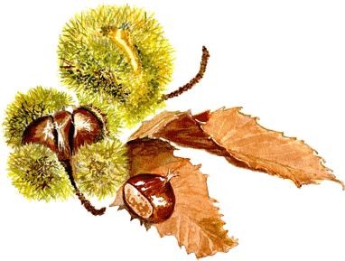 Tubes Fruits - Automne Dessin (443x340)