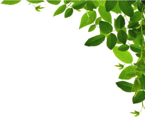 Wood Clipart Forest School - Forest Borders And Frames (500x443)