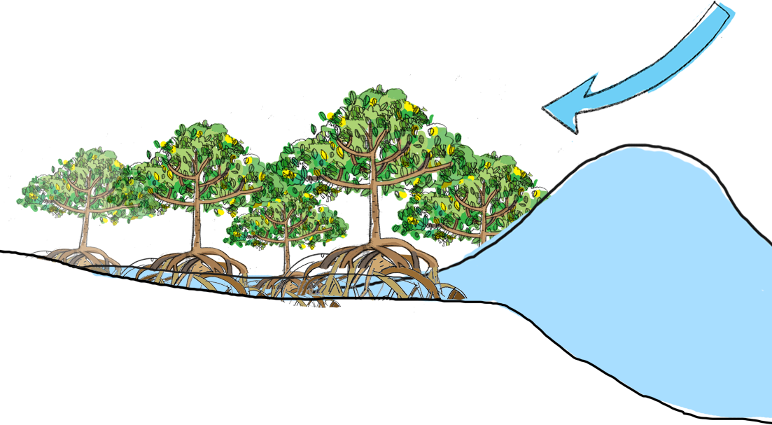 Mangrove Clipart Forest Ecosystem - Mangroves Protect The Coast (1103x607)
