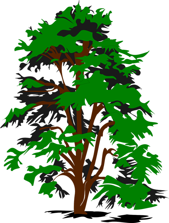 Forest Cliparts 9, Buy Clip Art - Trees Clip Art (545x720)