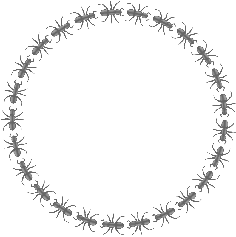 Medium Image - Circle Border Design Black And White (800x804)
