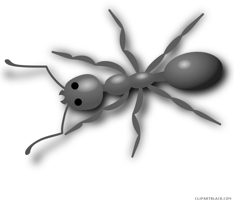 Ant Animal Free Black White Clipart Images Clipartblack - Ant Clip Art (800x800)
