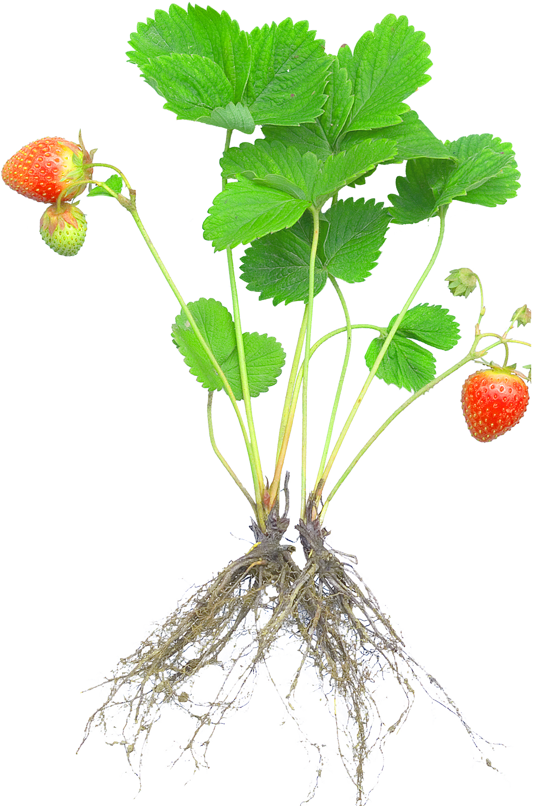 Strawberry Plant Rosaceae Fruit Cultivar - Strawberry Plant With Roots (1056x1596)