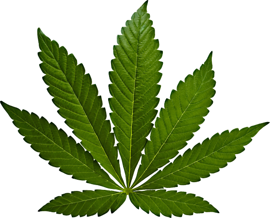 Cbd 20 E-liquid Mit Cannabidiol - Silhouette Mariwana (557x450)