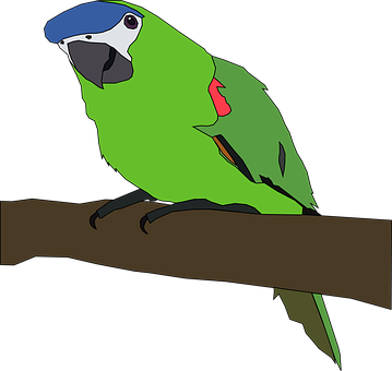 Parrot Bird Nature Wing Green Tropical Col - Parrot Clipart Png (359x340)