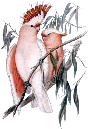 Bd-18 - J Gould Parrot Prints (311x438)