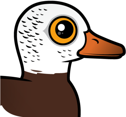 About The White-winged Duck - Waterfowl (440x440)