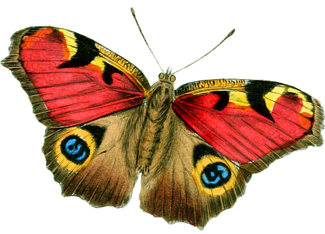 Бабочка, Яркий, Сбор Винограда, Рисунок - Butterfly Vintage Png (473x340)