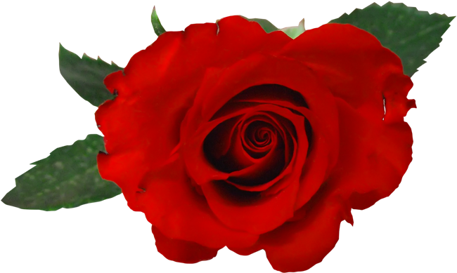 Imágenes Para Photoscape, Photoshop Y Gimp De Flores - Rosas Png Para Photoscape (700x448)