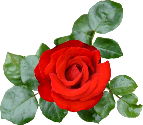 Gifs Y Fondos Paz Enla Tormenta ® - 玫瑰 花 闪 图 (500x436)