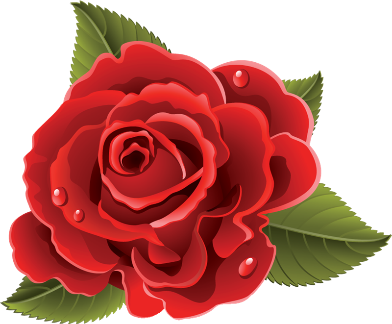 Rosas Rojas Vector Png - Rosa En Formato Png (800x661)