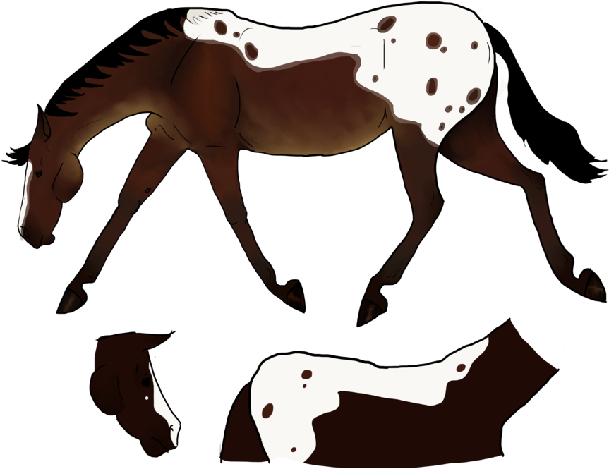 For Sale Appaloosa X Akhal Teke Mare By Rein Dance - Mare (900x702)