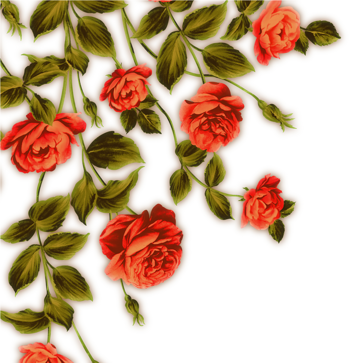 Garden Roses Beach Rose Flower Red - Flor Vermelha Png (1181x1181)