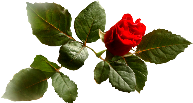 Imágenes Para Photoscape, Photoshop Y Gimp De Flores - Stella Jannie (700x440)