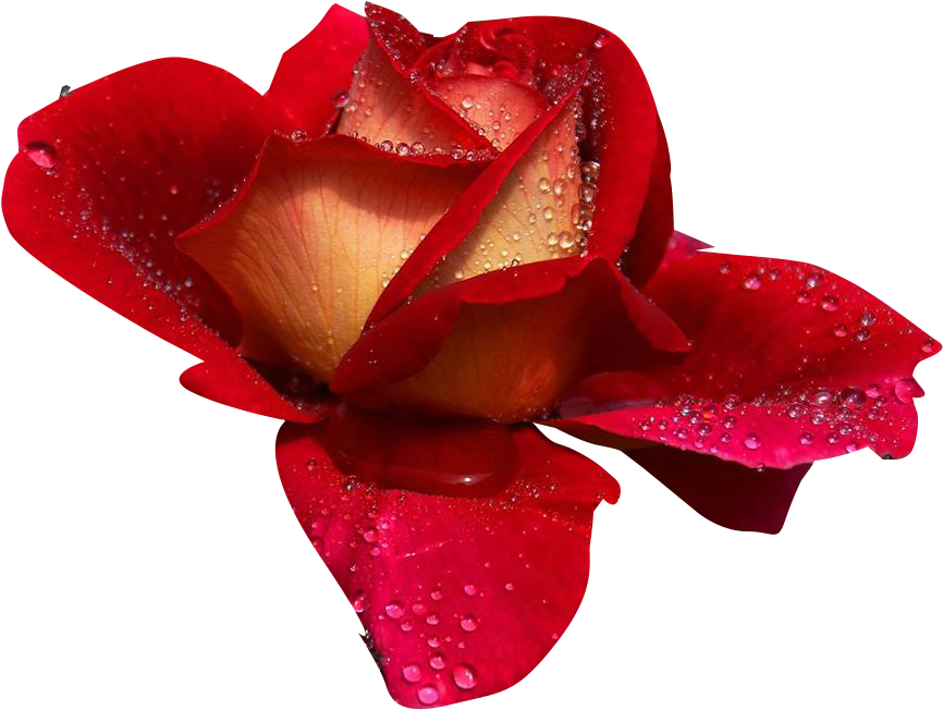 Buenos Días Feliz Martes (891x668)