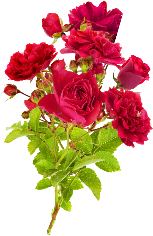 Garden Roses Cut Flowers Cabbage Rose Suvelilled - Great Balls Of Fire Melon (527x768)