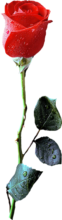 Imágenes Para Photoscape, Photoshop Y Gimp De Flores - Red Rose (197x700)