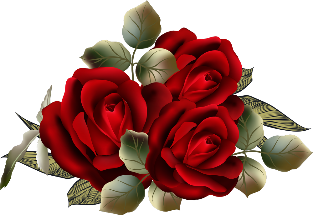 Garden Roses Centifolia Roses Flower Clip Art - Garden Roses (1000x688)