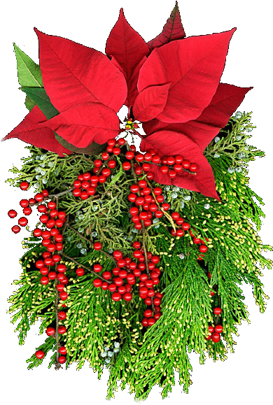Flores Nochebuenas Navideñas Flores De Navidad Poinsettias - Flor De Navidad Png (450x613)