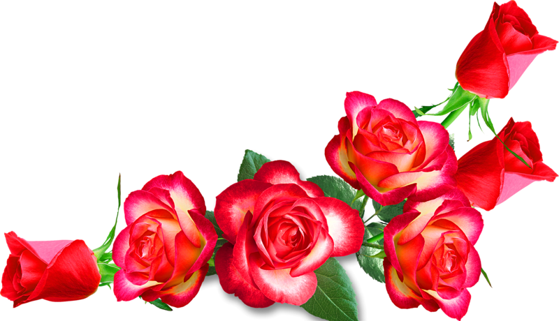 Garden Roses Cut Flowers Clip Art - 1nichole_true's Closet Show Your Mom Some Love New (800x460)