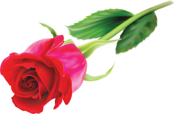 Imágenes Para Photoscape, Photoshop Y Gimp De Flores - Поздравить Зину С Днем Рождения (700x457)