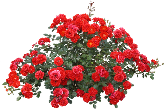 Shrub Rose Flower - Hd Psd Flower (699x472)
