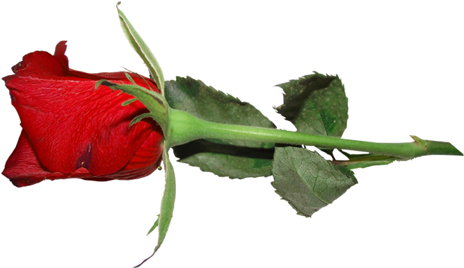 Gifs Y Fondos Paz Enla Tormenta ® - Garden Roses (700x423)