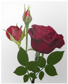 Dark Red Rose Flower And Buds Isolated On White Poster - Botão De Rosa Vermelha (400x400)