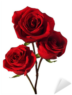 Three Dark Red Roses With Water Drops Isolated On White - Dark Red Roses (400x400)