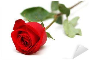 Red Rose Isolated On The White Background Sticker • - Red Rose White Background (400x400)