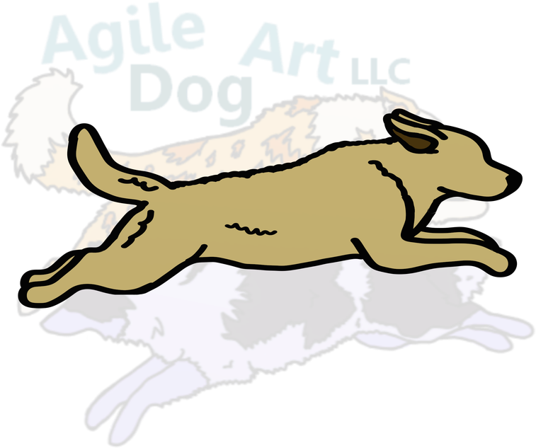 Chesapeake Bay Retriever - Golden Retriever (800x800)