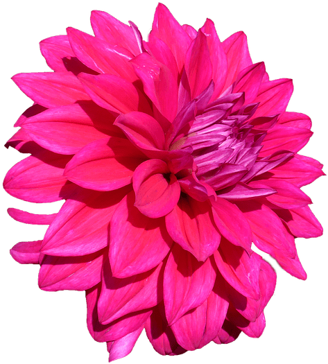 Dahlia Pink Png (584x640)